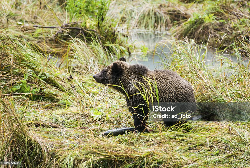 Bebé Brown Bear-disfrutar de un almuerzo - Foto de stock de Agua libre de derechos