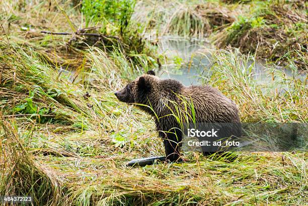 Bebé Brown Beardisfrutar De Un Almuerzo Foto de stock y más banco de imágenes de Agua - Agua, Aire libre, Alaska - Estado de los EE. UU.