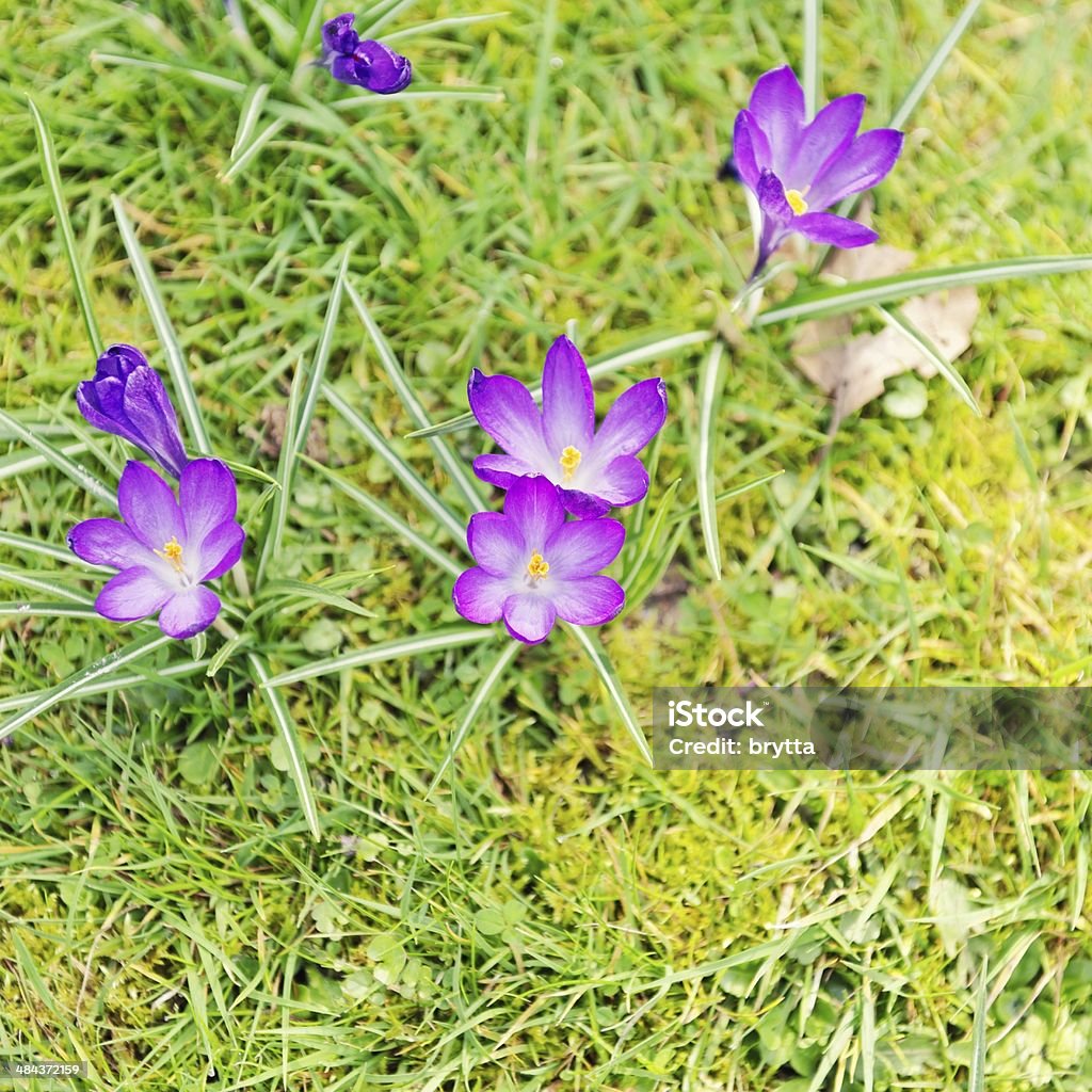 Crocus Purple crocus in the lawn. Beauty Stock Photo
