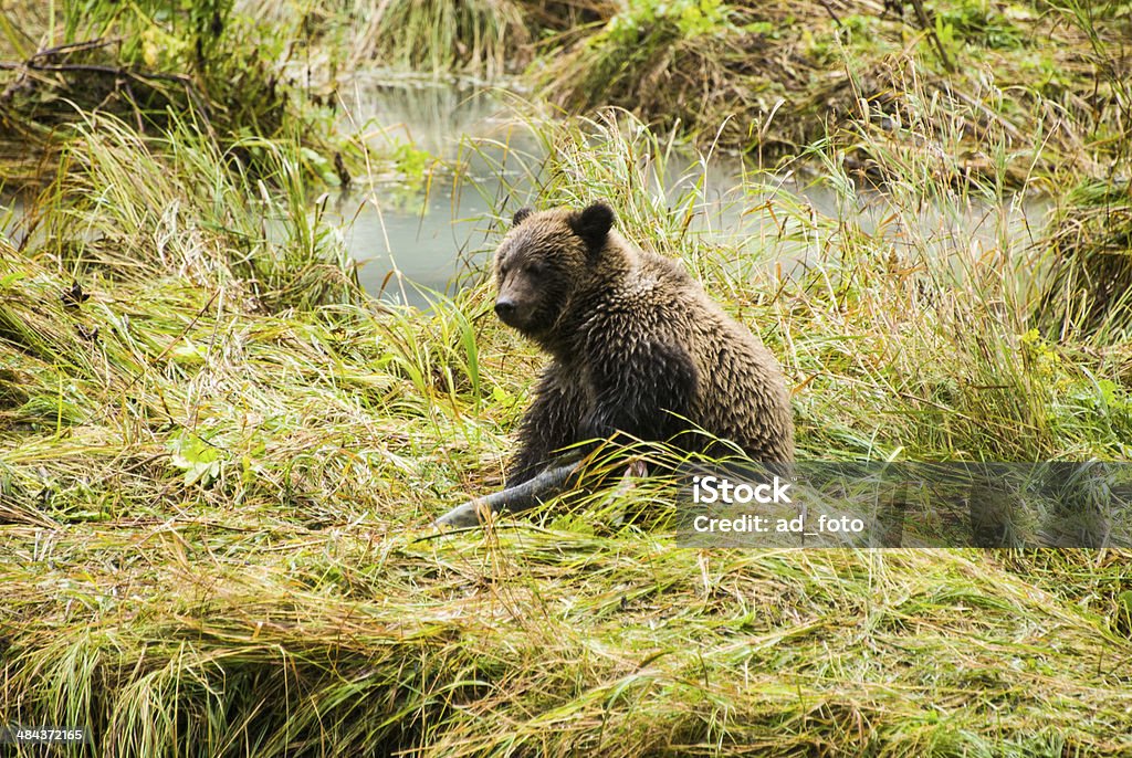Bebé Brown Bear-después de almuerzo - Foto de stock de Agua libre de derechos