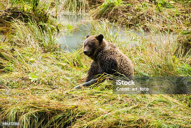 Bebé Brown Beardespués De Almuerzo Foto de stock y más banco de imágenes de Agua - Agua, Aire libre, Alaska - Estado de los EE. UU.