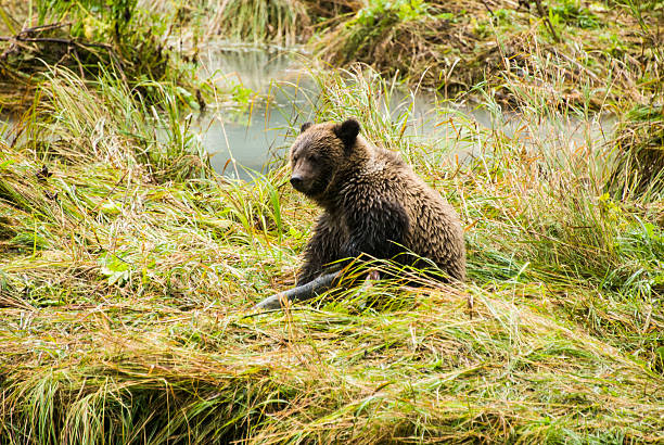 istock Baby Brown Bear - After Lunch 484372165