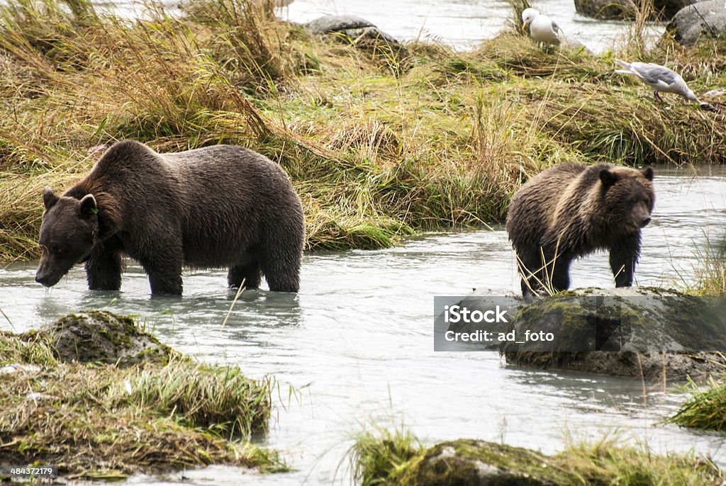 Brown Bear - Mother Teach Cub To Catch Fish Brown Bear - Mother Teach Cub To Catch Fish - Animals In The Wild - Alaska Alaska - US State Stock Photo