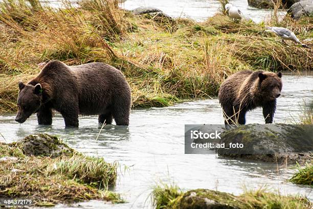 Brown Bear Mother Teach Cub To Catch Fish Stock Photo - Download Image Now - Alaska - US State, Animal, Animal Behavior