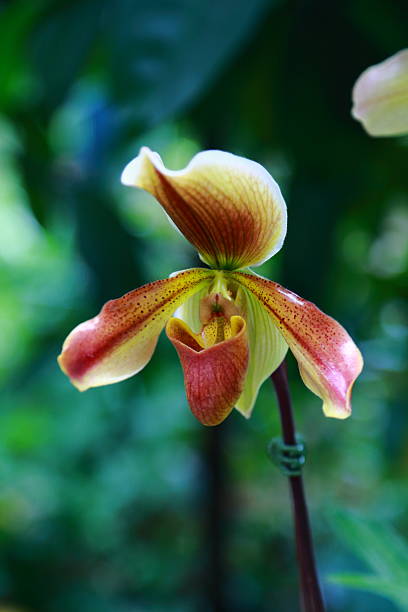 istock Paphiopedilum orchids 484372455