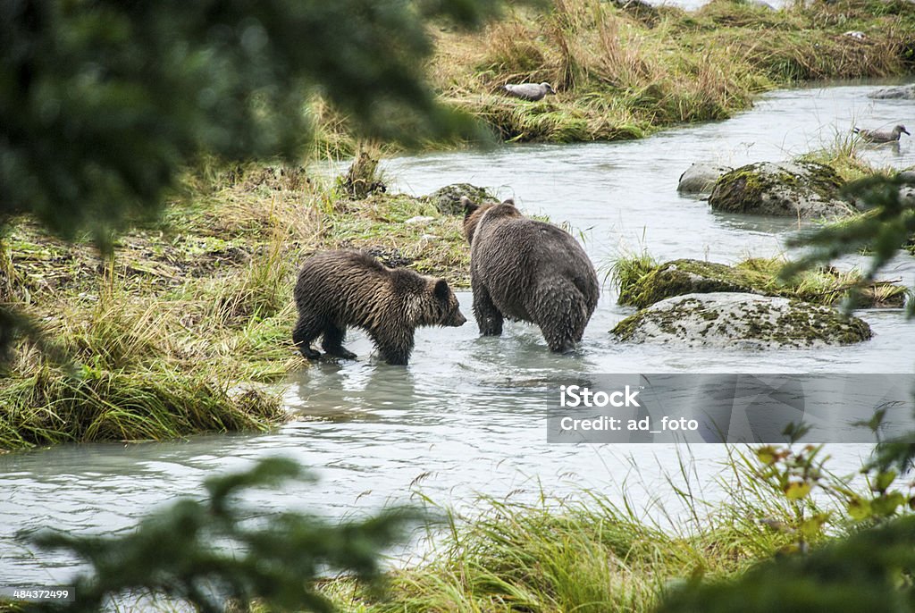 Brown Bear-madre con jóvenes pesca - Foto de stock de Agua libre de derechos