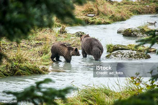 Brown Bearmadre Con Jóvenes Pesca Foto de stock y más banco de imágenes de Agua - Agua, Aire libre, Alaska - Estado de los EE. UU.