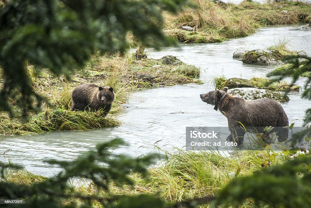 Brown Bear-madre con jóvenes pesca - Foto de stock de Agua libre de derechos