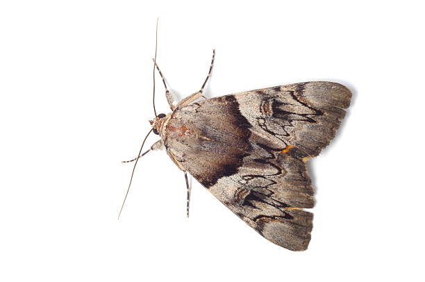 luz crimson catacala sp - moth - fotografias e filmes do acervo