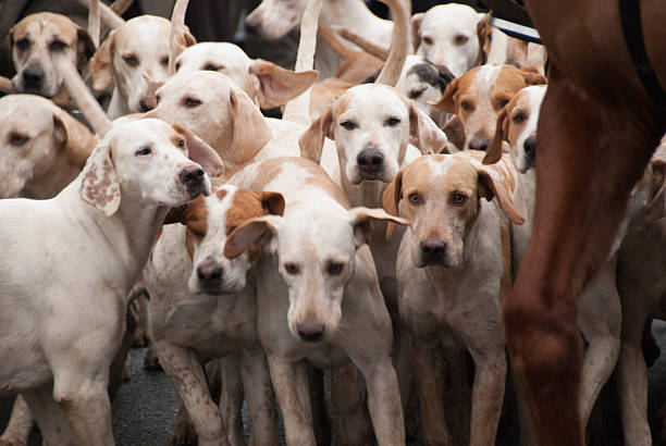 Fox hunting dogs in the Cotswolds A pack of dogs alongside a huntsmans horse at the New Years Day hunt in Stow-On-The-Wold hound stock pictures, royalty-free photos & images