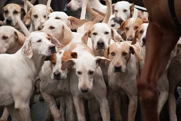 Photo of Fox hunting dogs in the Cotswolds