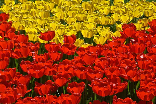 Contrasting pattern of backlit red and yellow tulips.