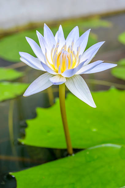 istock beautiful lotus in the garden 484373680