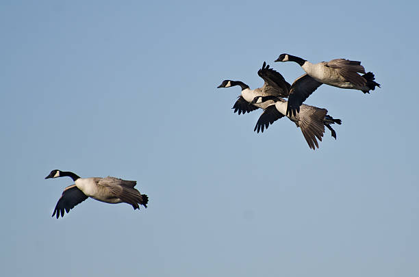 istock Large Flock of Geese Flying in Blue Sky 484373971