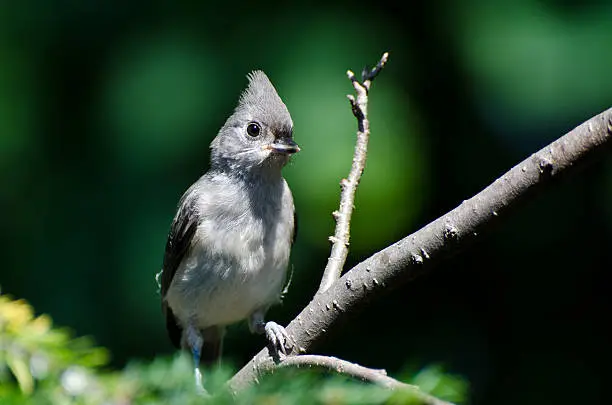 Young Tufted Titmouse