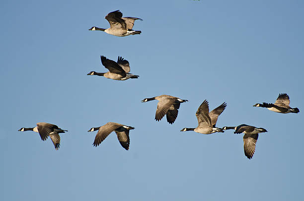 istock Large Flock of Geese Flying in Blue Sky 484373983