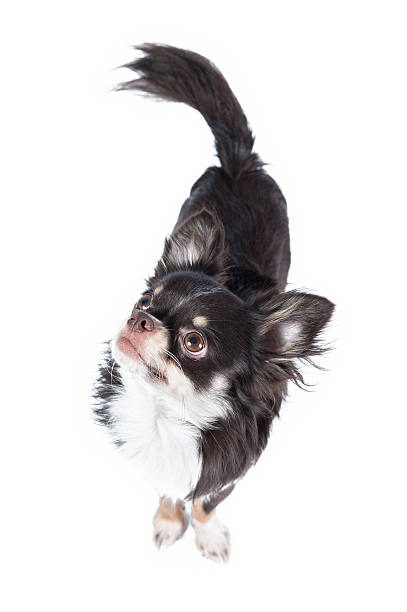 istock Chihuahua isolated on white background 484374013