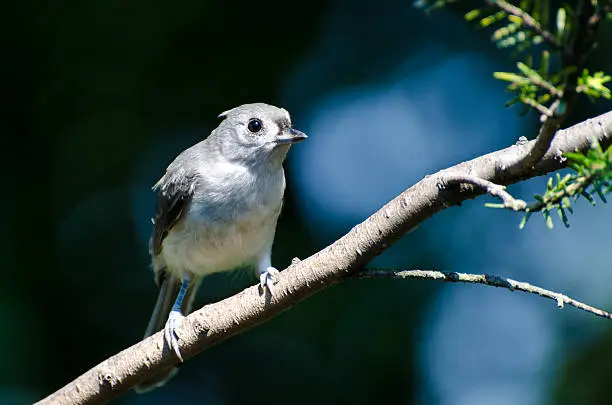 Tufted Titmouse Perched on a Branch
