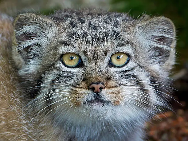 Closeup portrait of a juvenile Pallas's cat from the front with eye contact