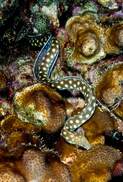 istock Spotted Sea Smale on Coral 484374499