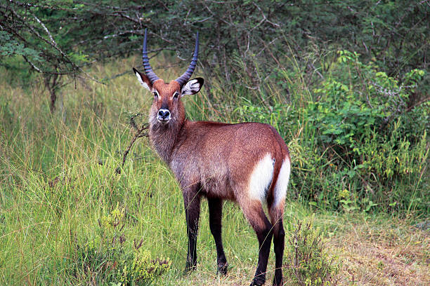 istock Uganda: Water Buck at Lake Mburo 484374811