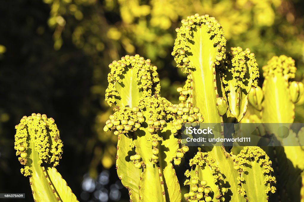 Cactus del desierto - Foto de stock de Afilado libre de derechos