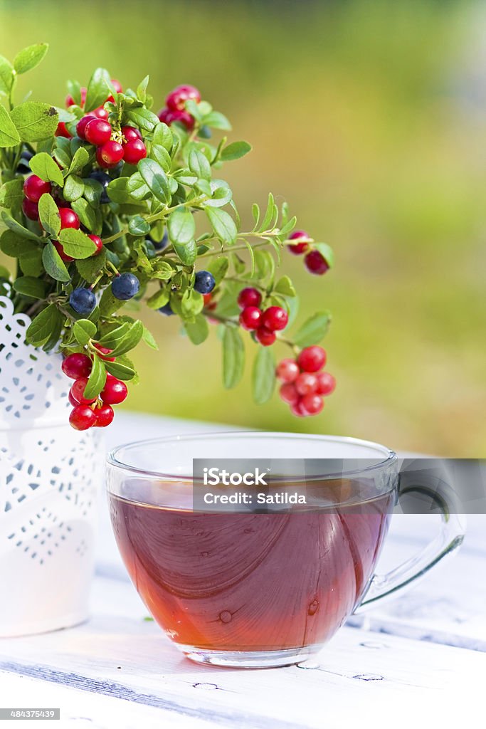 레드 bilberry, 블루베리 나무 배경의 차 - 로열티 프리 0명 스톡 사진