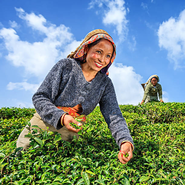 istock Indian pickers plucking tea leaves in Darjeeling, India 484375507