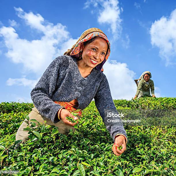 Indian Pickers Plucking Tea Leaves In Darjeeling India Stock Photo - Download Image Now