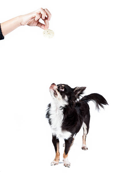 istock Chihuahua isolated on white background 484375557