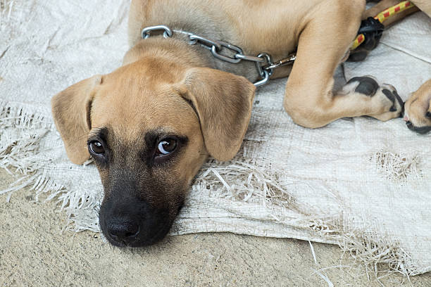 istock Homeless dog lying on the ground 484375880