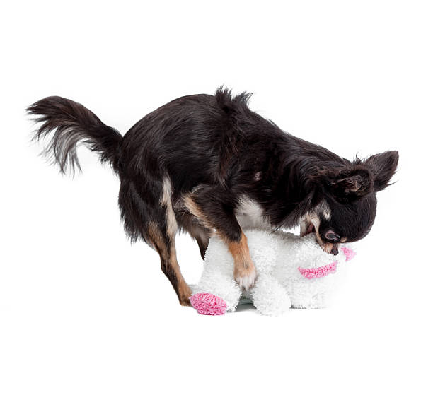 istock Chihuahua isolated on white background 484375887