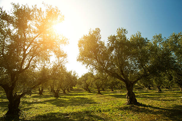 istock Plantation of olive trees 484376275