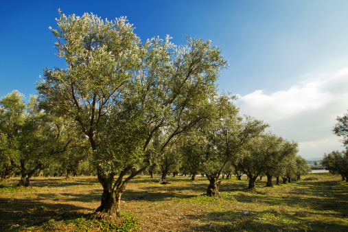 View of Plantation of olive trees in Morocco
