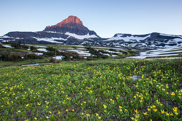 istock wildflower field at Logan Pass, Glacier National Park 484376739