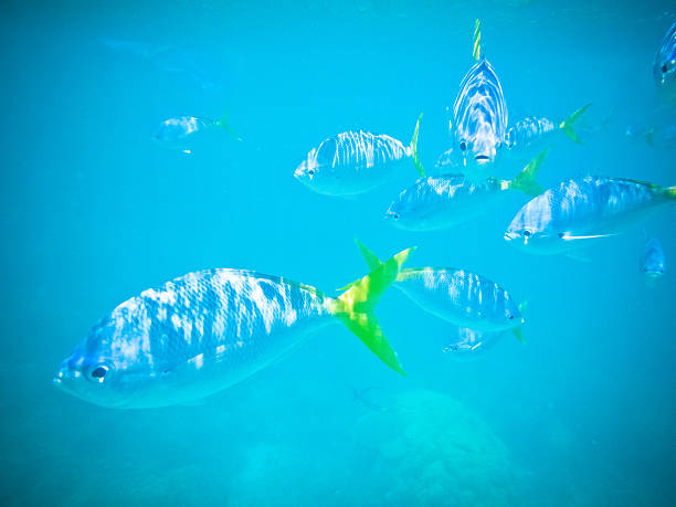 istock Tropical fish swiming in clear blue water 484377821
