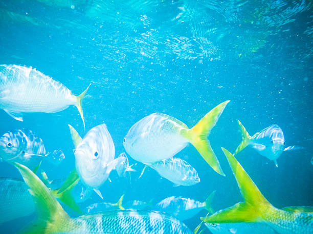istock Underwater scene with fish swiming 484377825