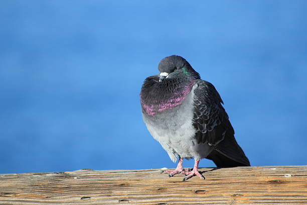 resting pigeon stock photo