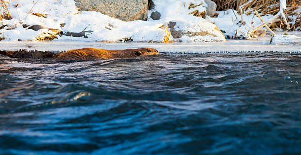 Beaver Swimming Beaver in winter swimming in river.  Ice and snow in background, river in foreground truckee river photos stock pictures, royalty-free photos & images