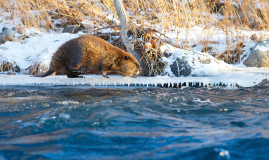 Beaver in winter near river.  Ice and snow in background, river in foreground