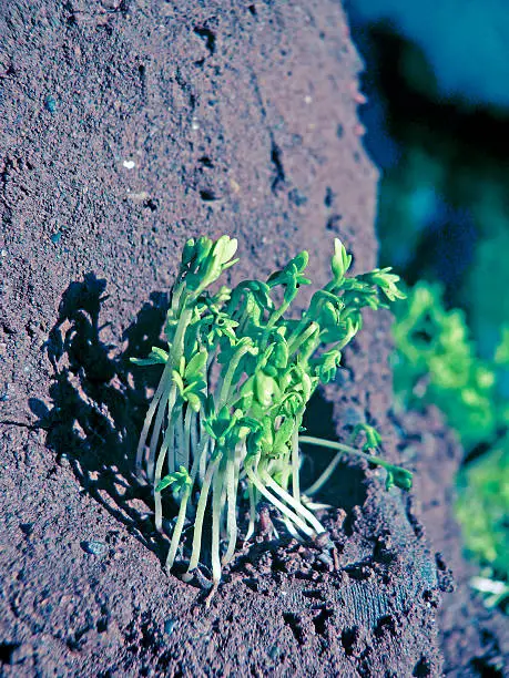 Lepidium sativum L, gardencress pepperweed