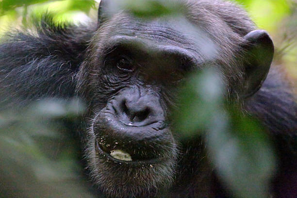 istock Uganda: Chimpanzee with Food in its Mouth - Kibale Forest 484378541