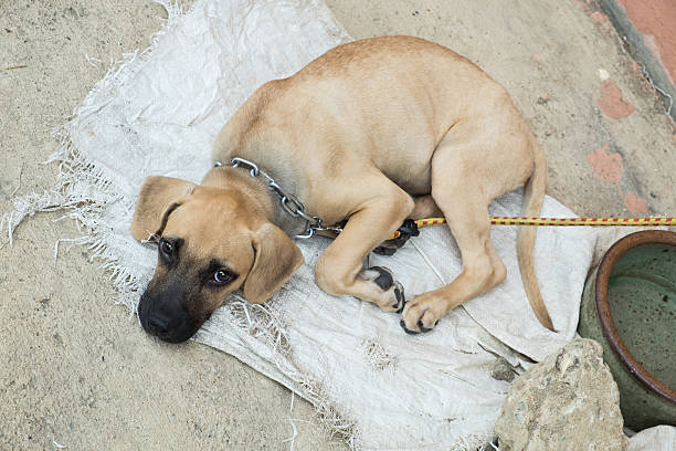 istock Homeless dog lying on the ground 484380340