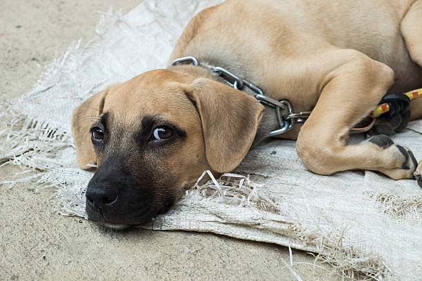 istock Homeless dog lying on the ground 484380884