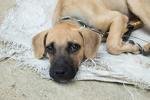 istock Homeless dog lying on the ground 484380900