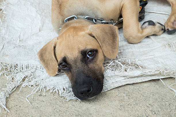 Homeless dog lying on the ground