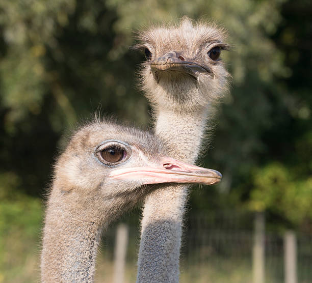 istock Heads of two emu or ostriches 484381678