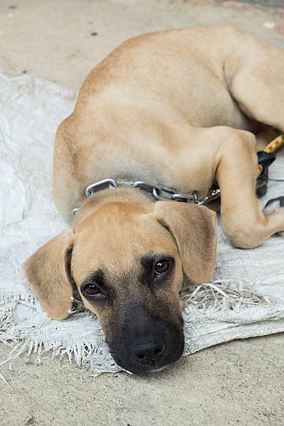 istock Homeless dog lying on the ground 484381718