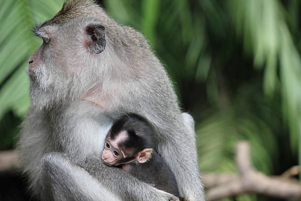 istock Baby monkey with its mother 484381938