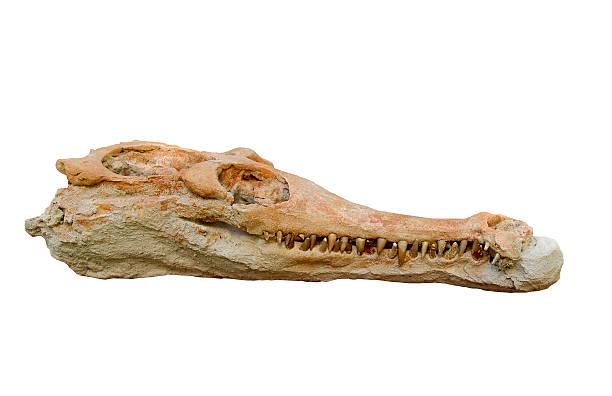 istock Crocodile Fossil isolated 484381942